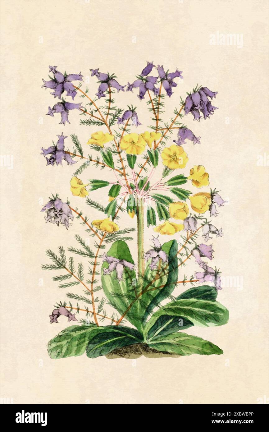 Rustikale Blume Illustration. Blumenkunst auf beigefarbenem Hintergrund. Kunst im Vintage-Stil. Stockfoto