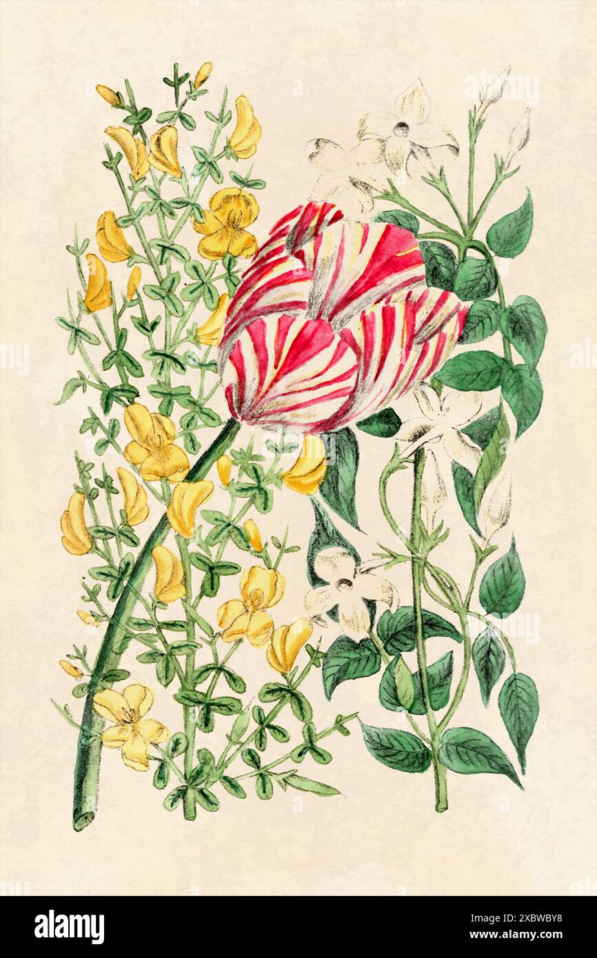 Rustikale Blume Illustration. Blumenkunst auf beigefarbenem Hintergrund. Kunst im Vintage-Stil. Stockfoto