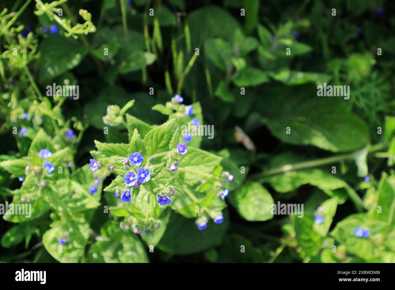 Winzige blaue Blüten des immergrünen Bugloss, auch bekannt als Pentaglottis, umgeben von grünen Blättern und Laub. Stockfoto