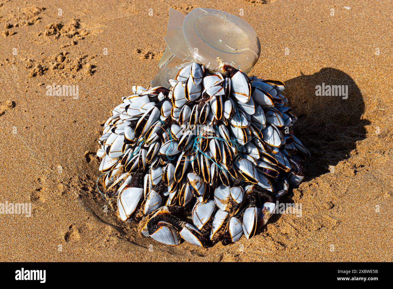 Eine Gruppe von Schwanenhals- oder pelagischen Nackenmuscheln, die an einer Plastikflasche befestigt sind, die auf der Westseite von Playa de Berria, Santona, Kalabrien, Spanien, gespült wurde. Stockfoto