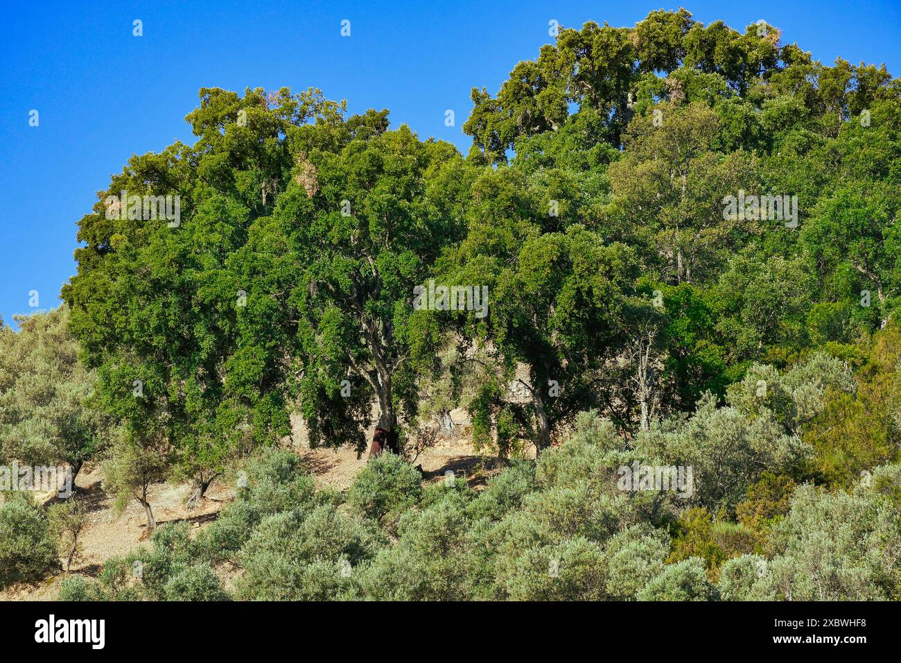 Quercus suber, auch Korkeiche genannt, ist die Hauptquelle von Kork in Sierra Madrona, Fuencaliente Stockfoto