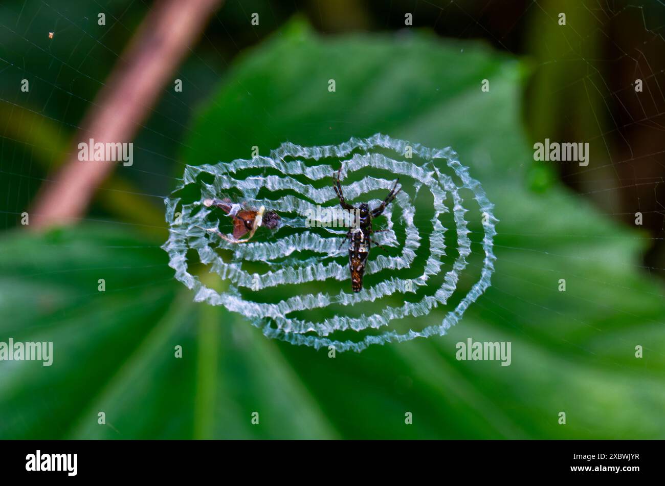 Eine detaillierte Aufnahme einer silberbauchigen Kugelspinne (Cyclosa argentata), die ihr kompliziertes Netz und ihre Gefangenschaft zeigt. Wulai, Taiwan. Stockfoto