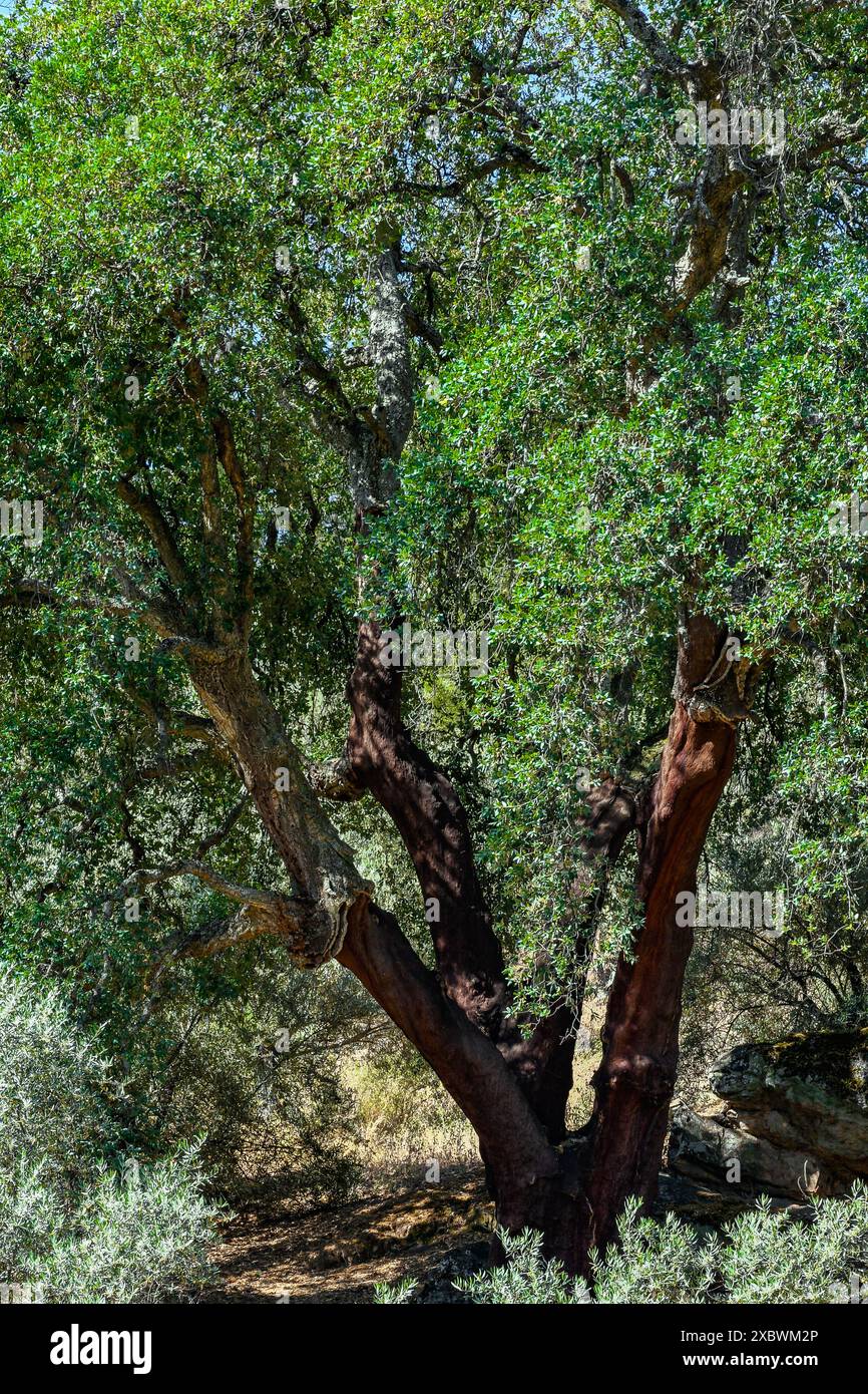 Quercus suber, gemeinhin Korkeiche genannt, ist die Hauptquelle von Kork in Sierra Madrona, Fuencaliente, Provinz Ciudad Real, Spanien Stockfoto