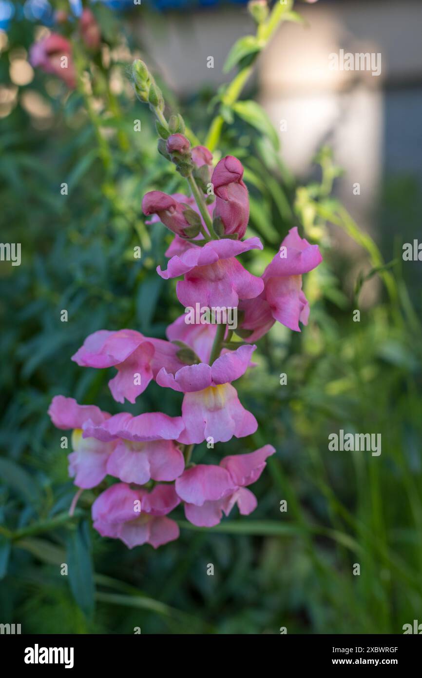 Snapdrache im Garten. Schöne gemeinsame Blume. Antibes hellrosa. Stockfoto