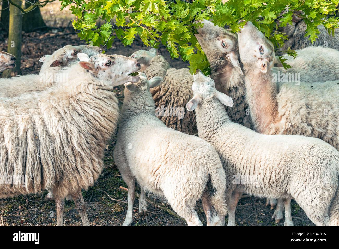 Schafe und Lämmer essen grüne Blätter vom Baum. Stockfoto