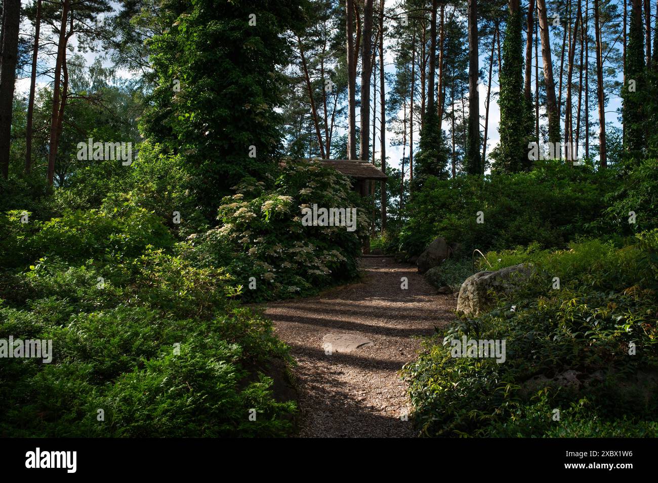 Geheimnisvoller Pfad voller Wurzeln inmitten eines Nadelwaldes aus Holz, umgeben von grünen Büschen und Blättern Stockfoto