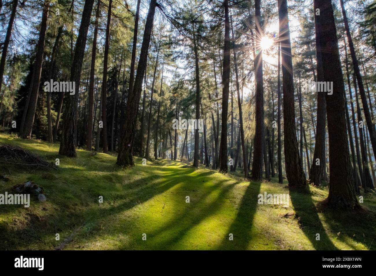 Wald, Bäume, Herbst, Sonnenuntergang, Licht, Waldstimmung, Baum, Eibe, Kiefer, Holz, Waldweg, Moos, Blätter, Äste Stockfoto