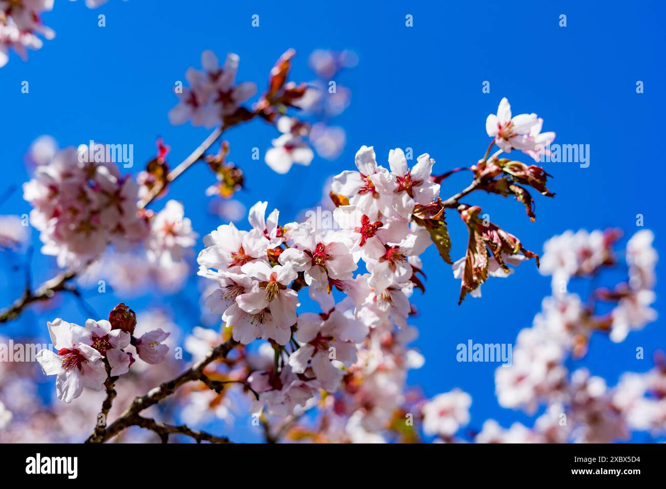 Blühende Vogelkirsche am blauen Himmel Stockfoto