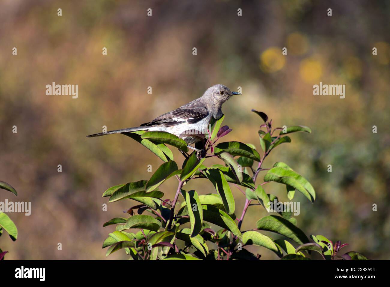 Ein nördlicher Spottvogel, Mimus polyglottos oder Turdus polyglottos, der in einem Baum in Südkalifornien thront Stockfoto