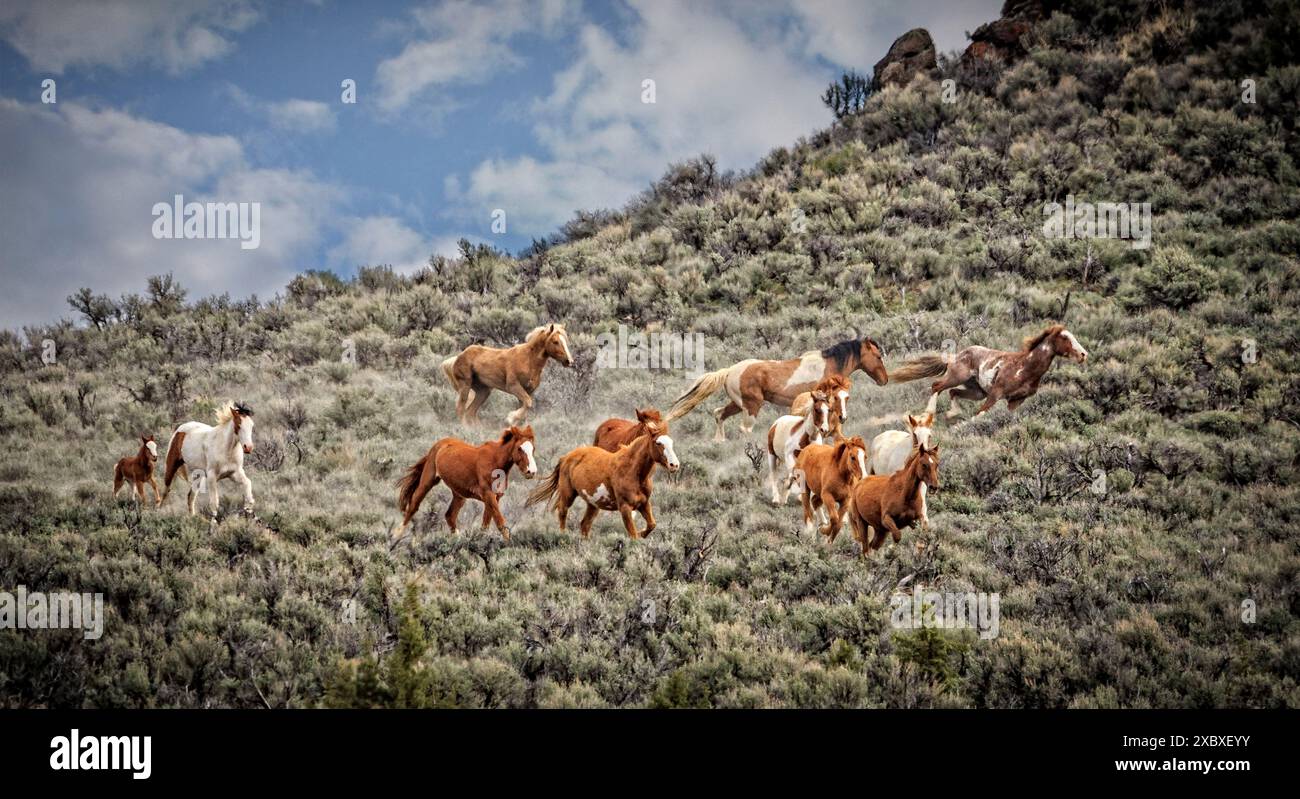 Die Steens Mountain Wildpferde können von Pinto über Buchsleder, Sauerampfer, Bucht, Palomino, Graubraun und Schwarz reichen. Stockfoto