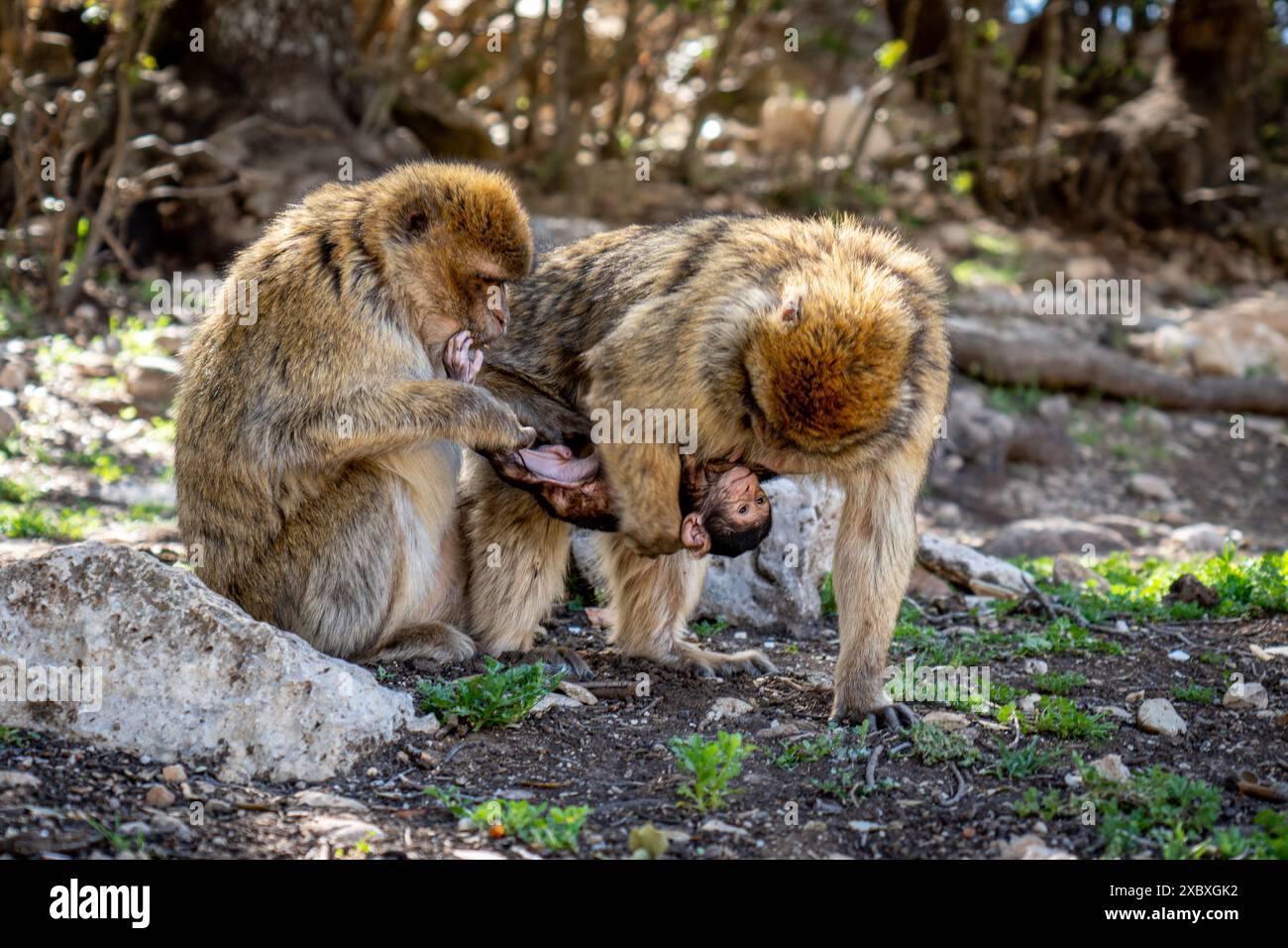 Ein Paar Berbermakaken, die ein Baby in einem bewaldeten Gebiet pflegen und dabei die familiäre Interaktion in ihrem natürlichen Lebensraum zeigen. Stockfoto
