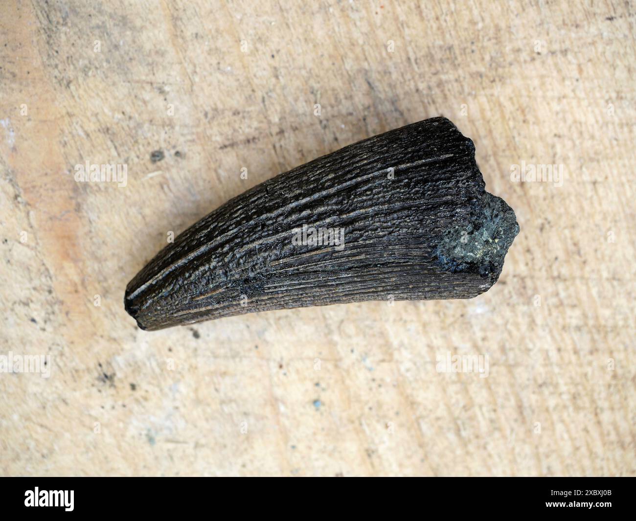 Ein Ichthyosaurus-Zahn aus Uljanowsk ist ein bedeutendes Fossil, das Einblicke in die Ernährung und Verteilung dieser prähistorischen Meeresreptilien gibt. Stockfoto