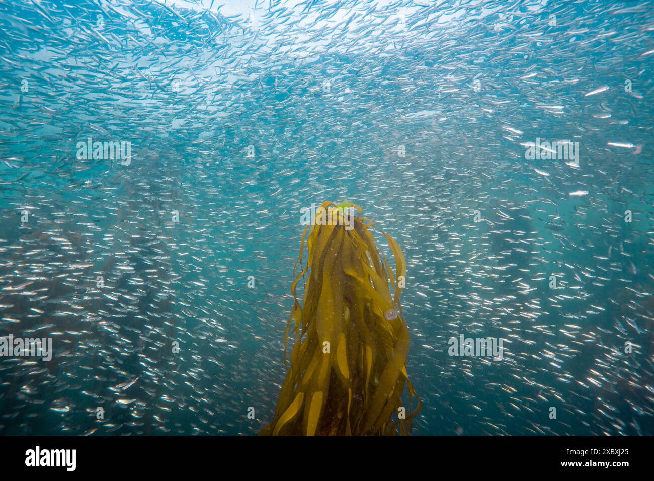 Fischball in der Nähe eines Stierkeltänzchens auf Vancouver Island, Kanada. Stockfoto