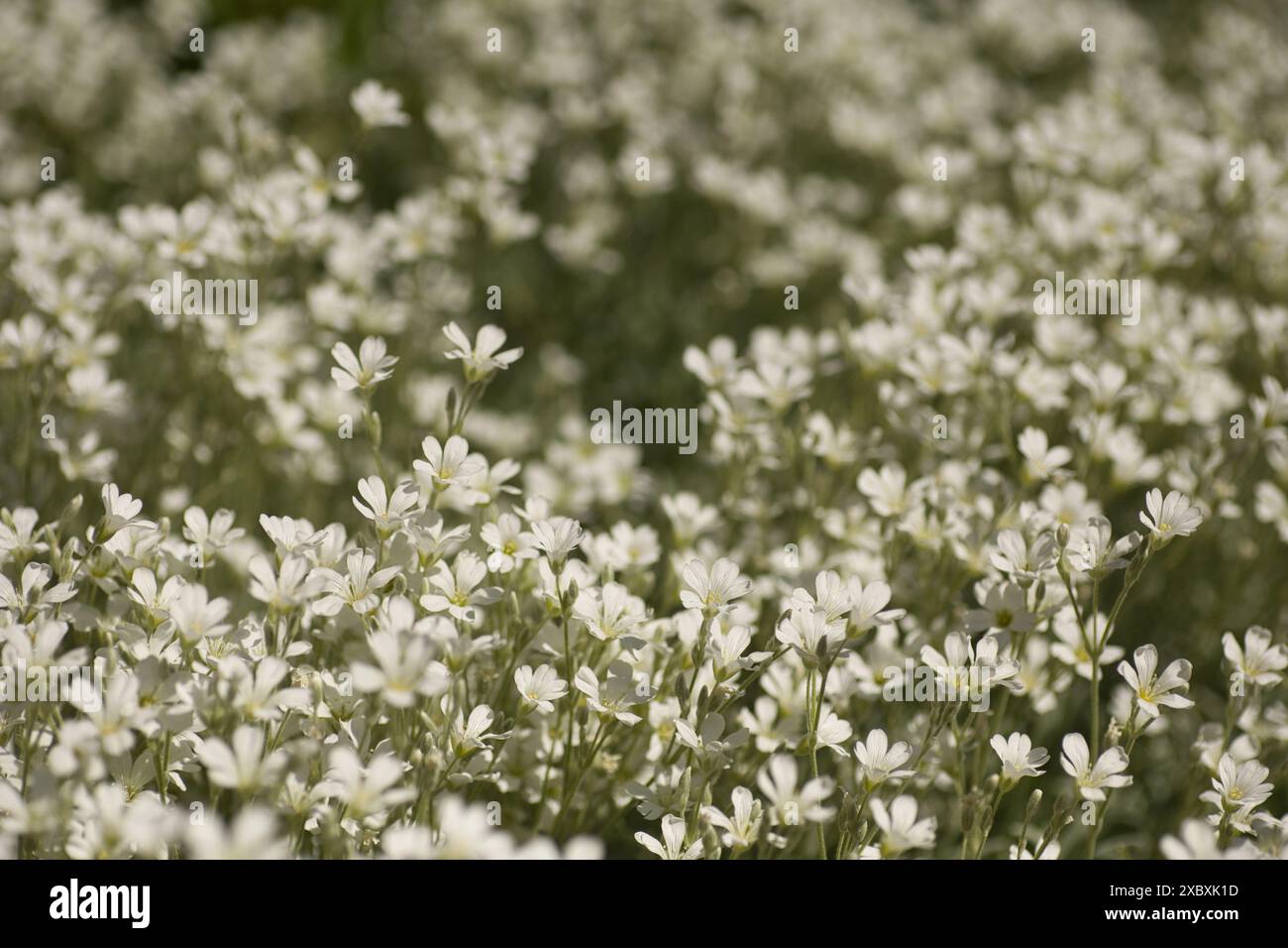 Hintergrund von kleinen weißen Blumen und grünen Blättern, Blumen des ersten Frühlings, floraler Hintergrund Stockfoto