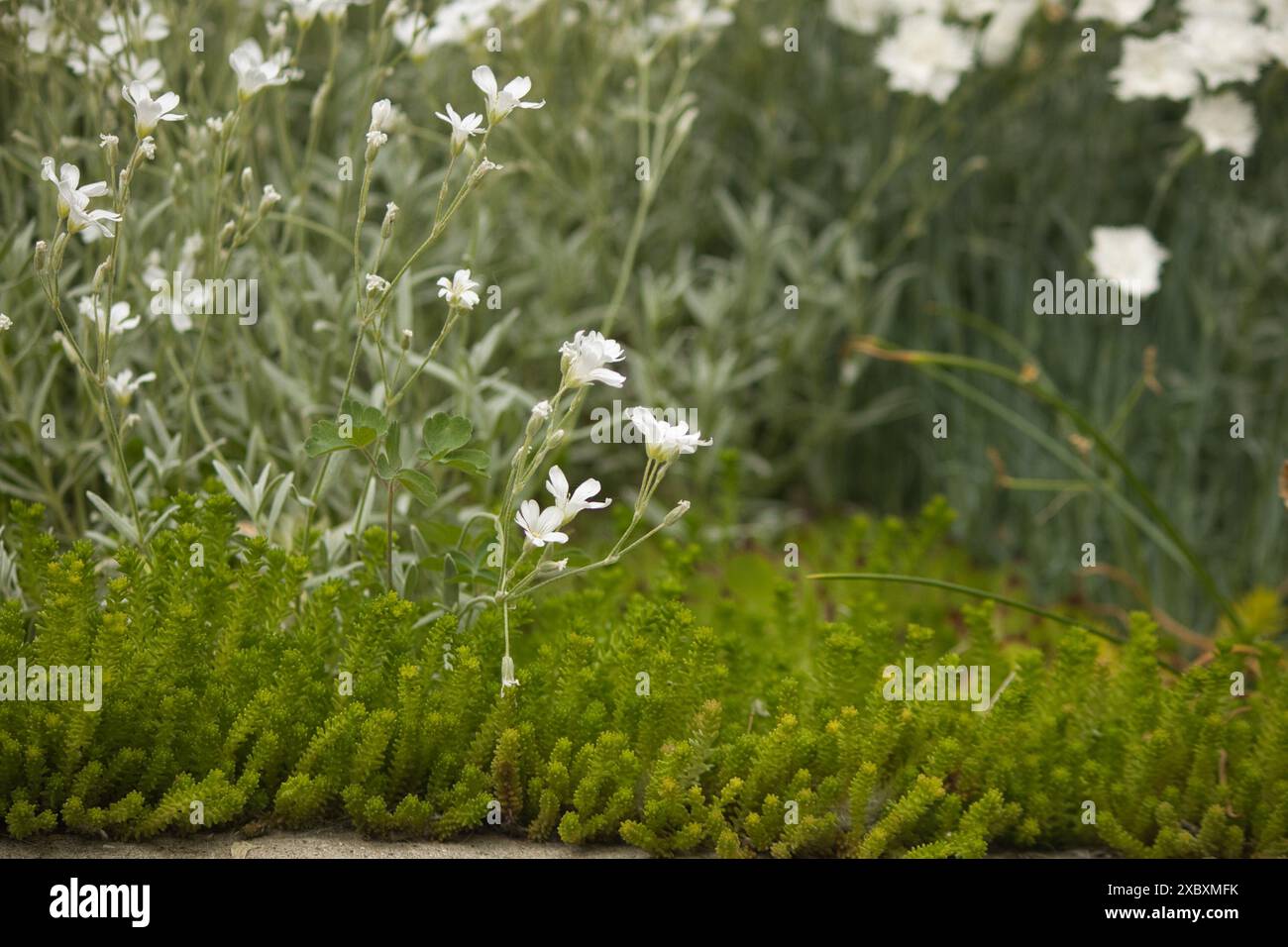 Hintergrund von kleinen weißen Blumen und grünen Blättern, Blumen des ersten Frühlings, floraler Hintergrund Stockfoto