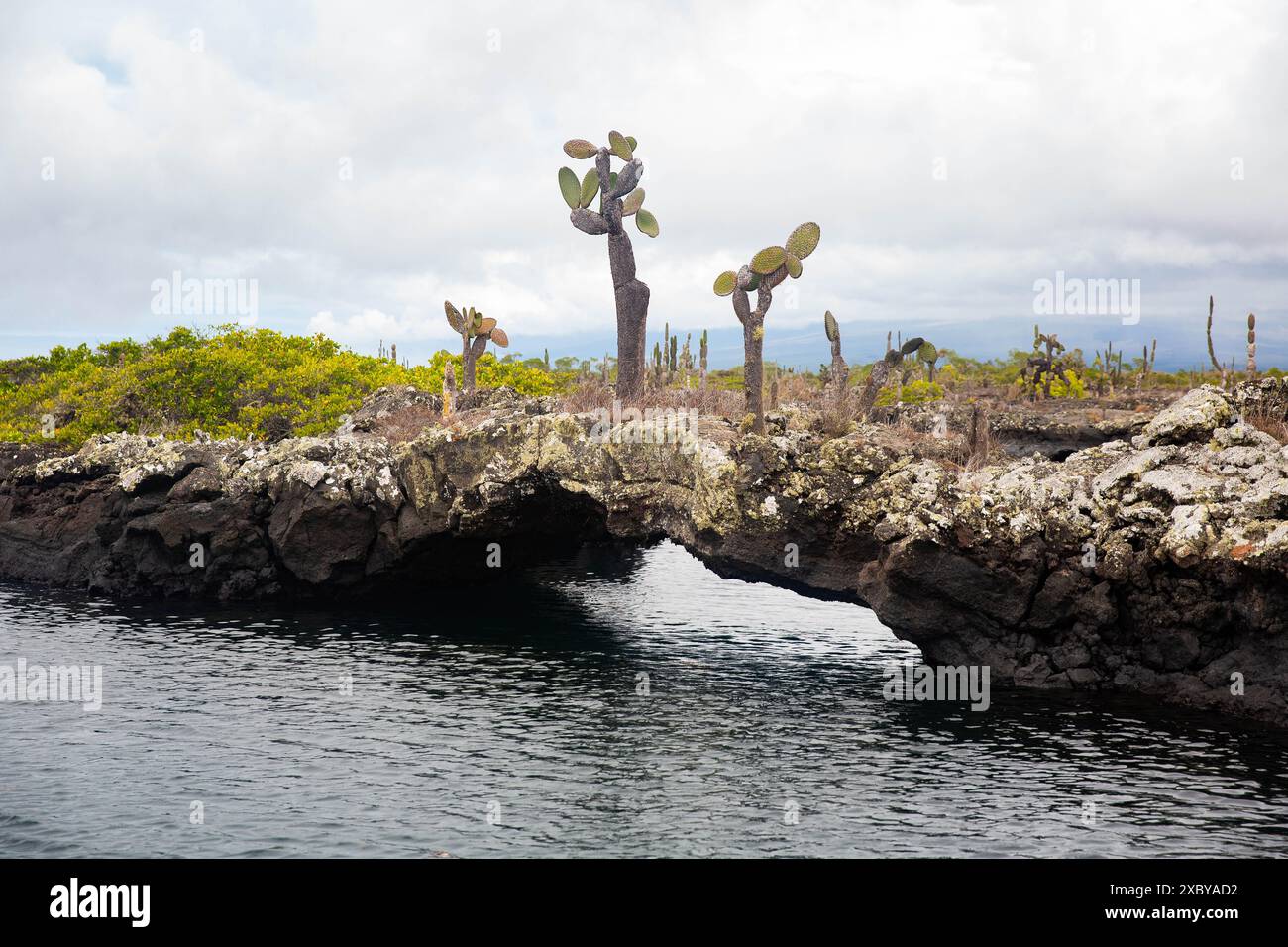 Wilder Kaktuskaktus blüht auf den Galapagos-Inseln Stockfoto