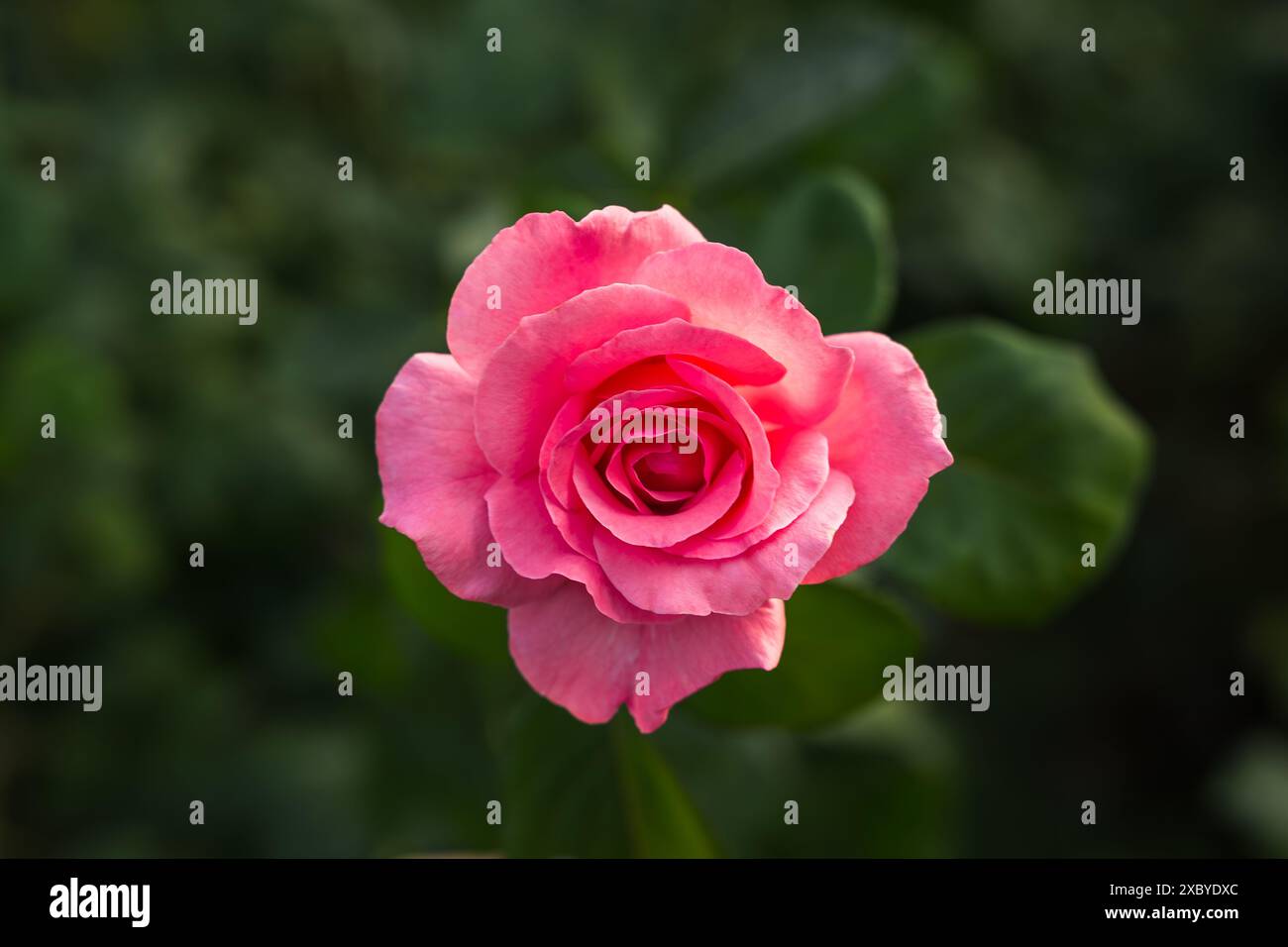 Schöne rosa Rose im Garten Rosenstrauch Stockfoto