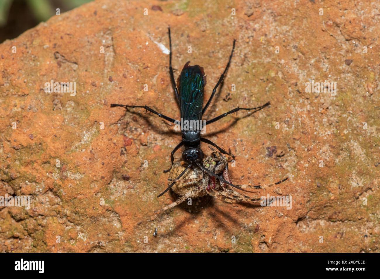 Eine Spinnenwespe (Java sp), auch bekannt als Spinnenjagdwespe, trägt einen gelähmten Rotpunktweber (Neoscona triangula) in seine Höhle Stockfoto