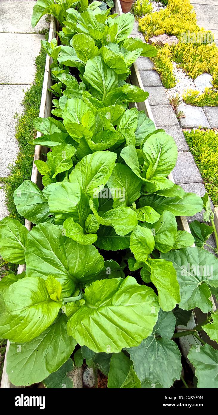 Üppiger Gemüsegarten in erhöhtem Holzbeet mit lebendigem grünem Gemüse, symbolisiert organisches Wachstum und nachhaltige Gartenarbeit Stockfoto