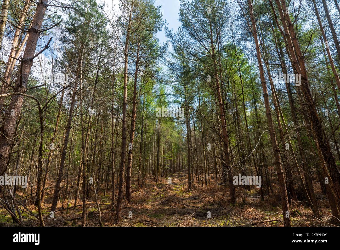 Ashdown Forest, Kent, Vereinigtes Königreich Stockfoto