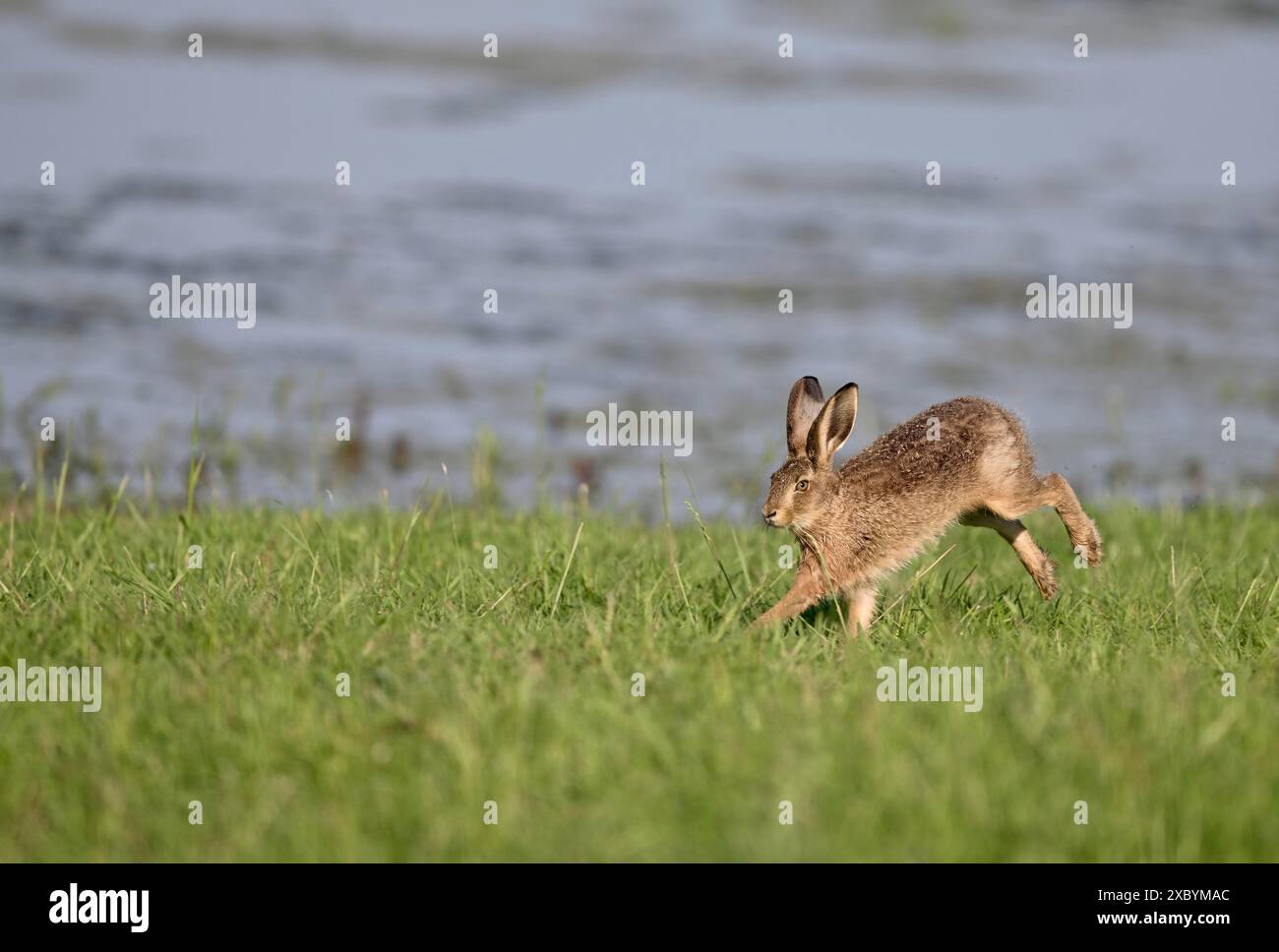 Laufender Hase (Lepus europaeus) auf einer Wiese, Niederrhein, Nordrhein-Westfalen, Deutschland Stockfoto