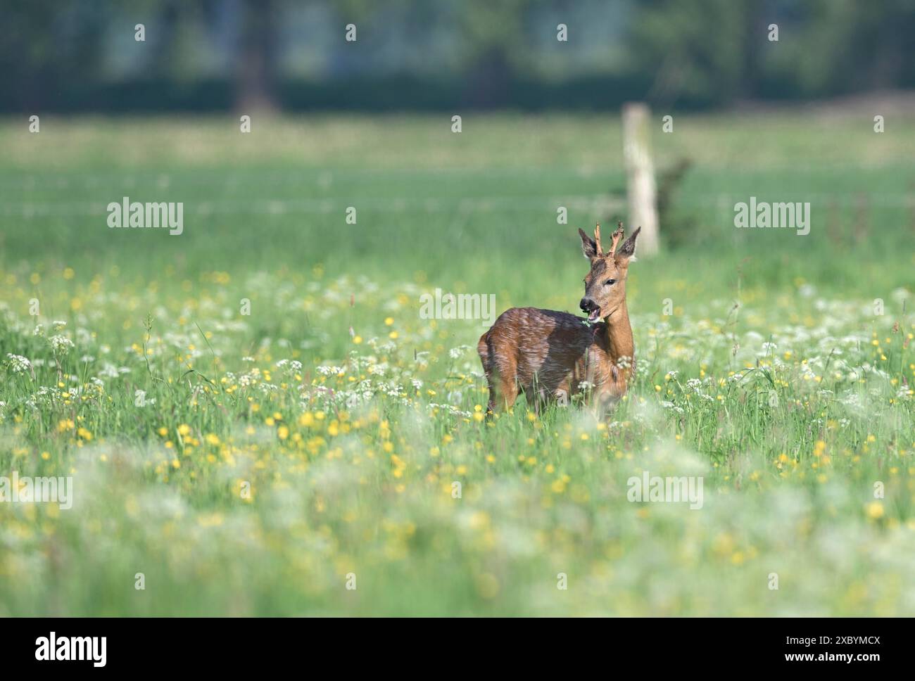 Junger europäischer Reh (Capreolus capreolus) auf einer Wiese mit gelben und weißen Blüten, Niederrhein, Nordrhein-Westfalen, Deutschland Stockfoto