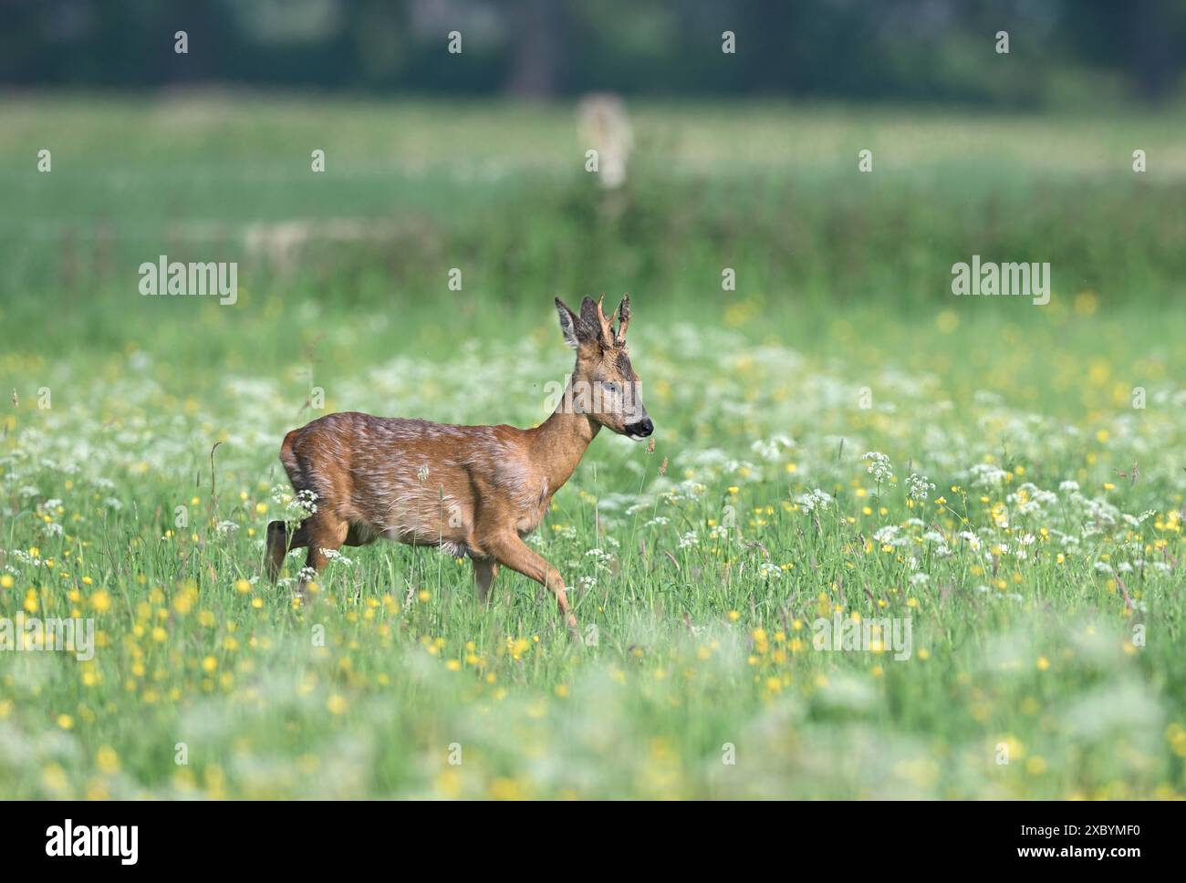 Junger europäischer Reh (Capreolus capreolus) auf einer Weide mit gelben und weißen Blüten, Niederrhein, Nordrhein-Westfalen, Deutschland Stockfoto