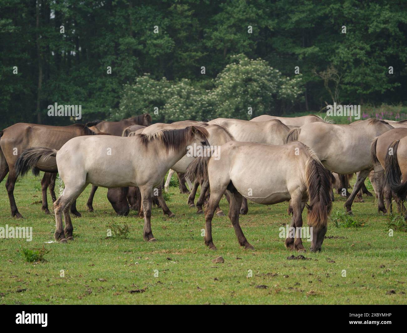 Gruppe von Pferden, die auf einer weitläufigen Weide weiden, umgeben von Bäumen und natürlichem Grün, merfeld, münsterland, deutschland Stockfoto