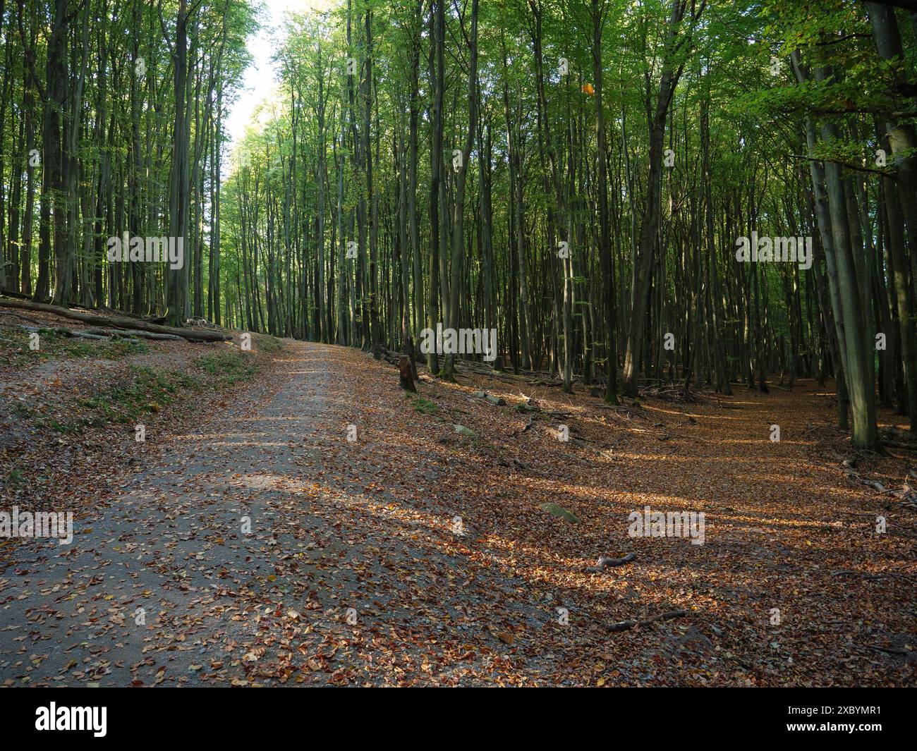 Breiter Waldweg gesäumt von hohen Bäumen, bedeckt mit Herbstlaub, Binz, Rügen, Deutschland Stockfoto