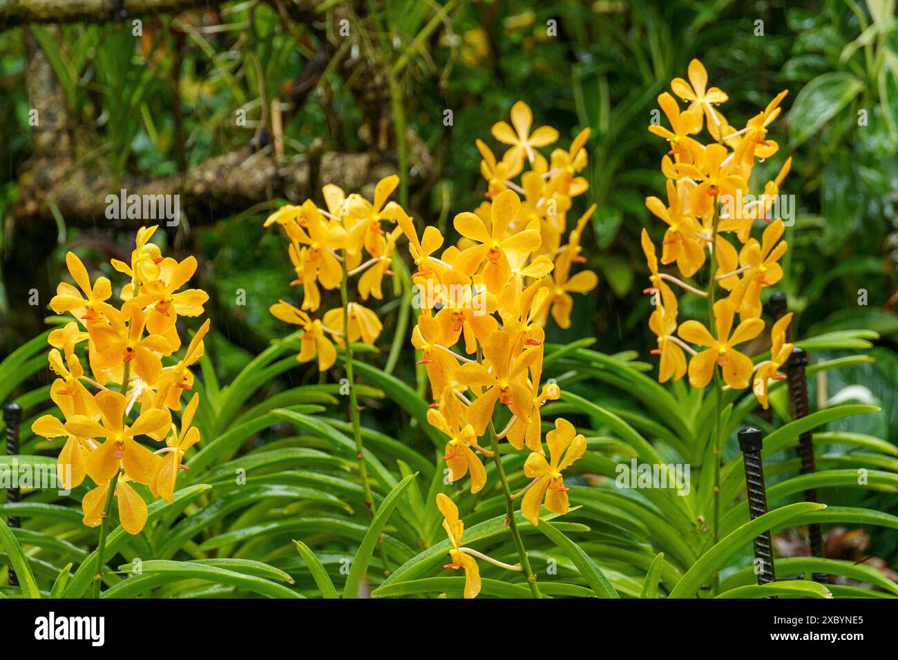 Leuchtend gelbe Orchideenblüten in einem tropischen Garten umgeben von dichtem Grün, Singapur, Singapur Stockfoto