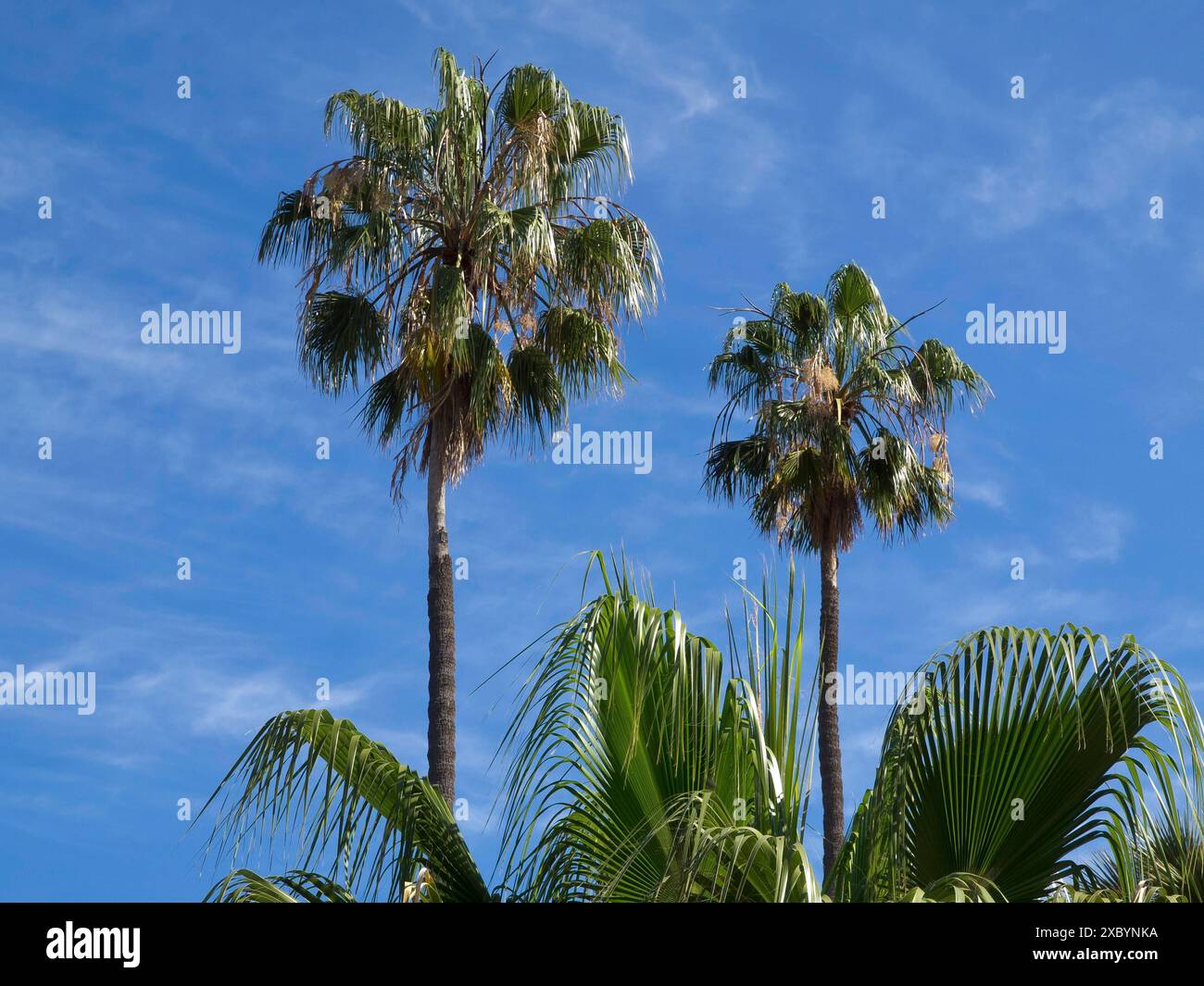 Zwei hohe Palmen mit tropischen Pflanzen im Vordergrund unter einem klaren blauen Himmel, Puerto de la cruz, teneriffa, spanien Stockfoto