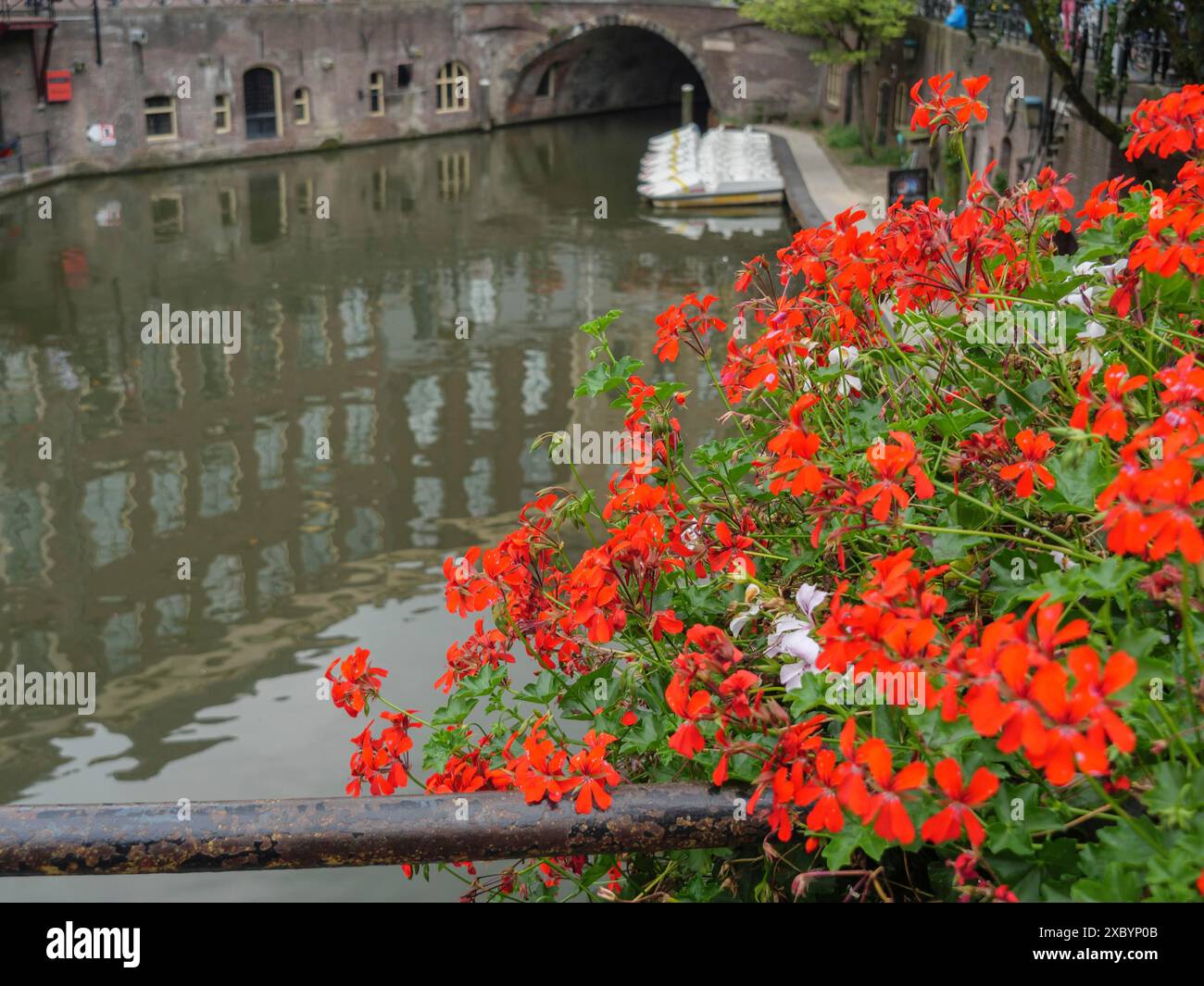 Leuchtend rote Blumen am Rande eines Kanals mit Blick auf eine Brücke und ruhiges Wasser, utrecht, Niederlande Stockfoto