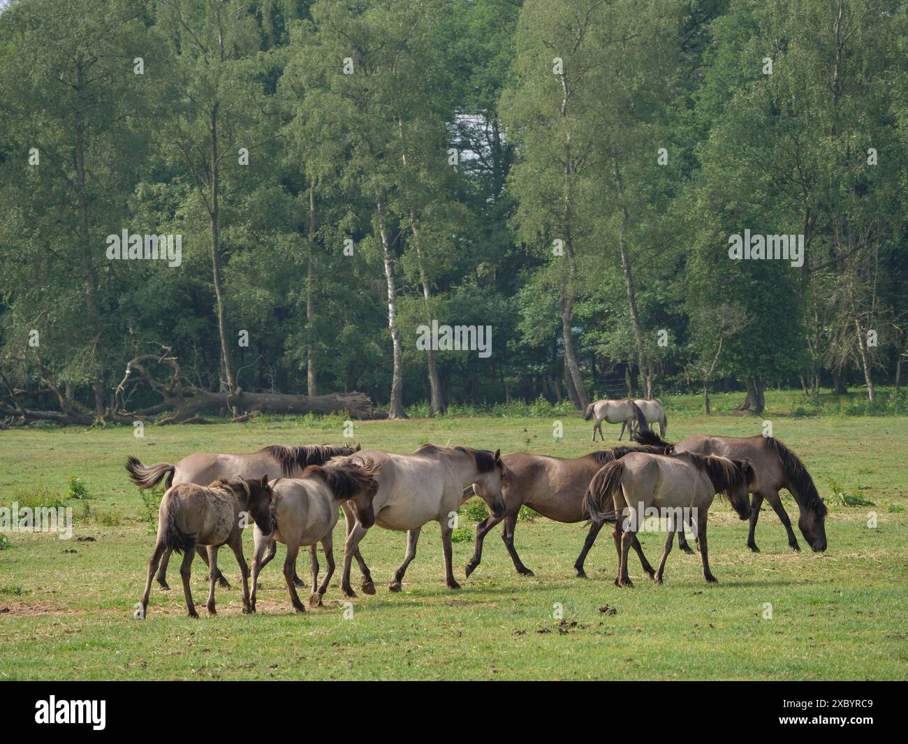 Gruppe von Pferden, die auf einer Wiese vor einem dichten Wald weiden, merfeld, münsterland, deutschland Stockfoto