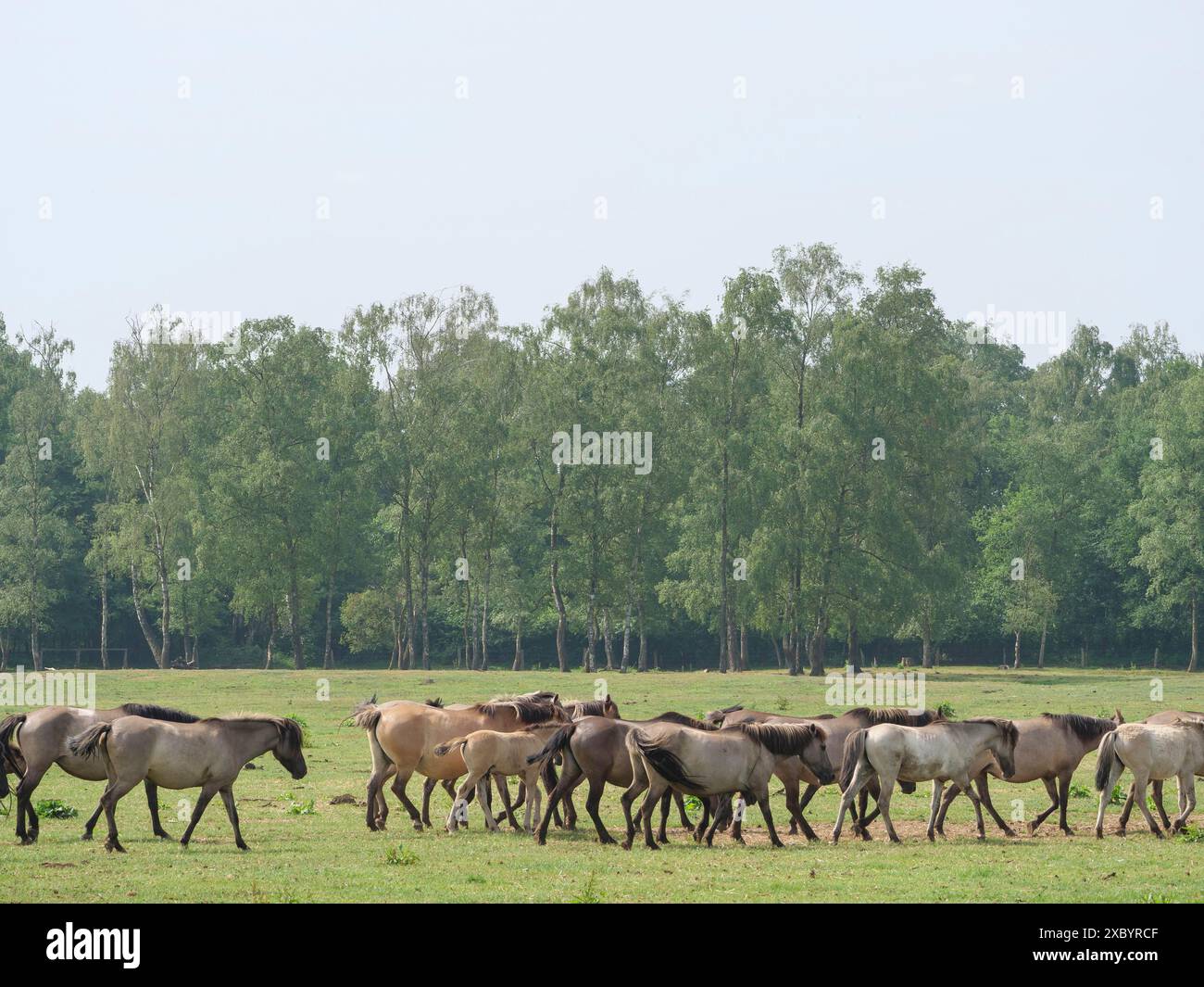 Gruppe von Pferden, die sich über eine grüne Weide mit hohen Bäumen im Hintergrund bewegen, merfeld, münsterland, deutschland Stockfoto