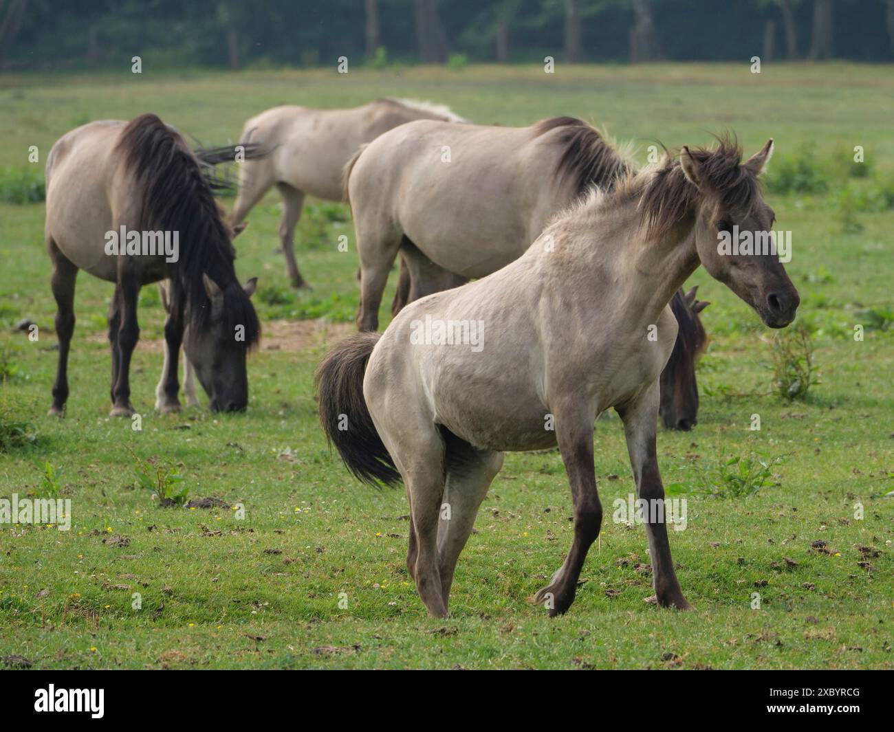 Gruppe von Pferden auf einer grünen Wiese in freier Natur, friedlich weidend, merfeld, münsterland, deutschland Stockfoto