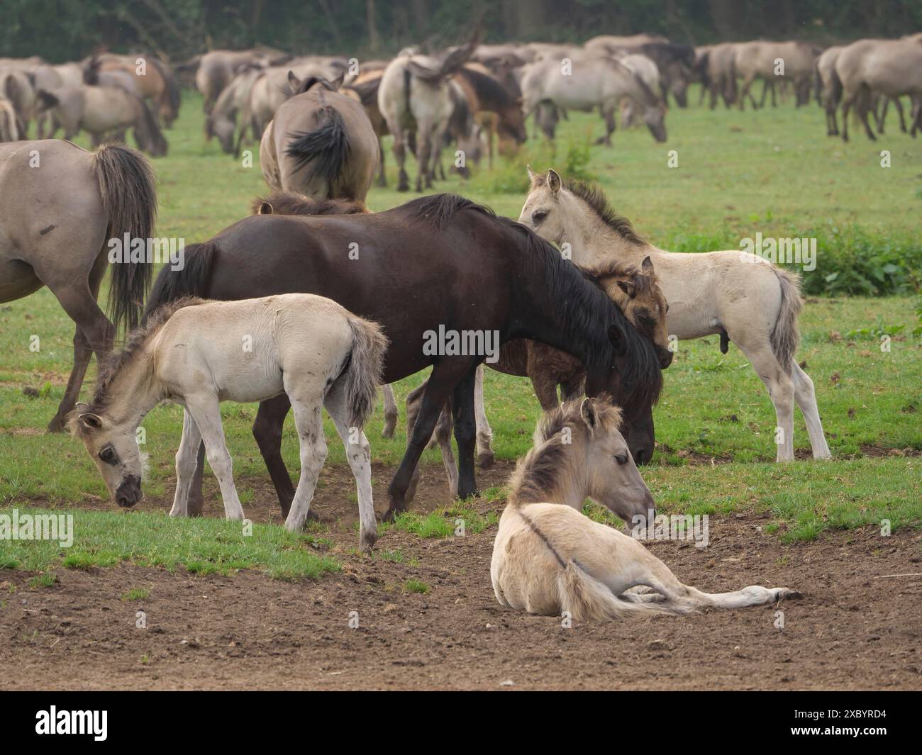 Eine Gruppe von Fohlen und Pferden, die gemeinsam auf einer Weide weiden und ruhen, merfeld, münsterland, deutschland Stockfoto