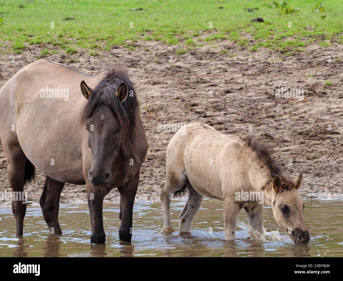 Ein Fohlen und ein Mutterpferd stehen im Wasser, trinken oder suchen, merfeld, münsterland, deutschland Stockfoto