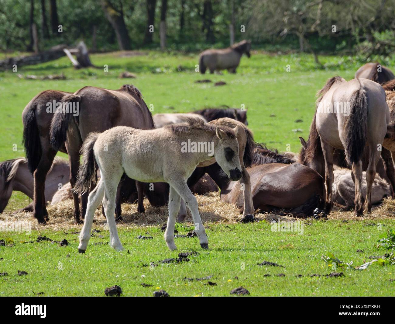 Ein Fohlen läuft vor einer Gruppe wilder Pferde auf einer grünen Wiese, merfeld, münsterland Stockfoto