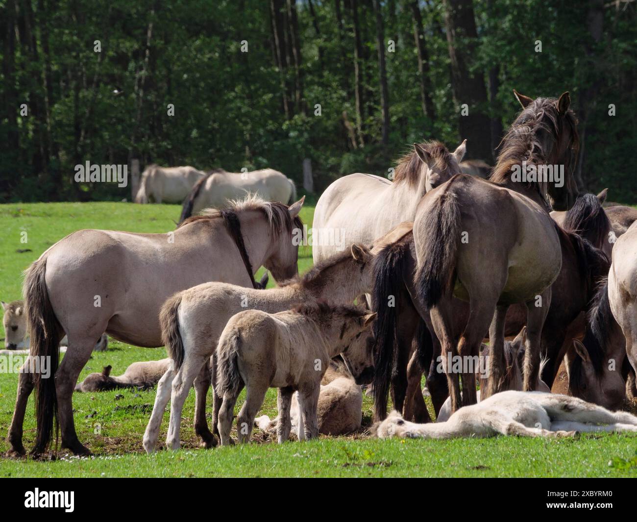 Eine Gruppe von Pferden und Fohlen auf einer Wiese vor einem Wald, eine natürliche und friedliche Szene, merfeld, münsterland, deutschland Stockfoto
