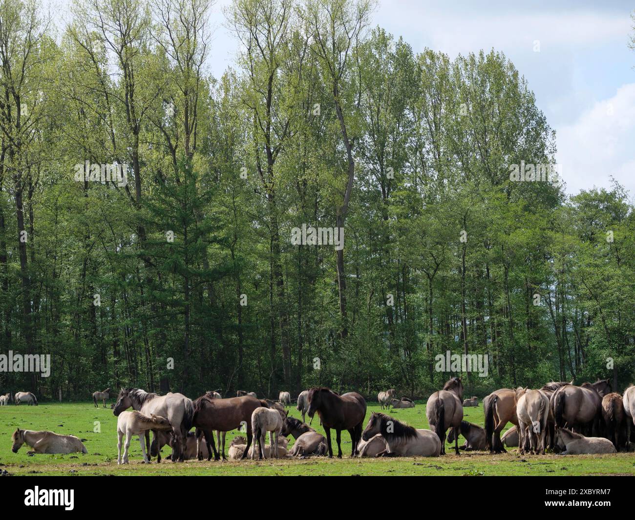 Eine Gruppe von Pferden liegt und steht zusammen auf einer grünen Wiese vor hohen Bäumen, merfeld, münsterland Stockfoto