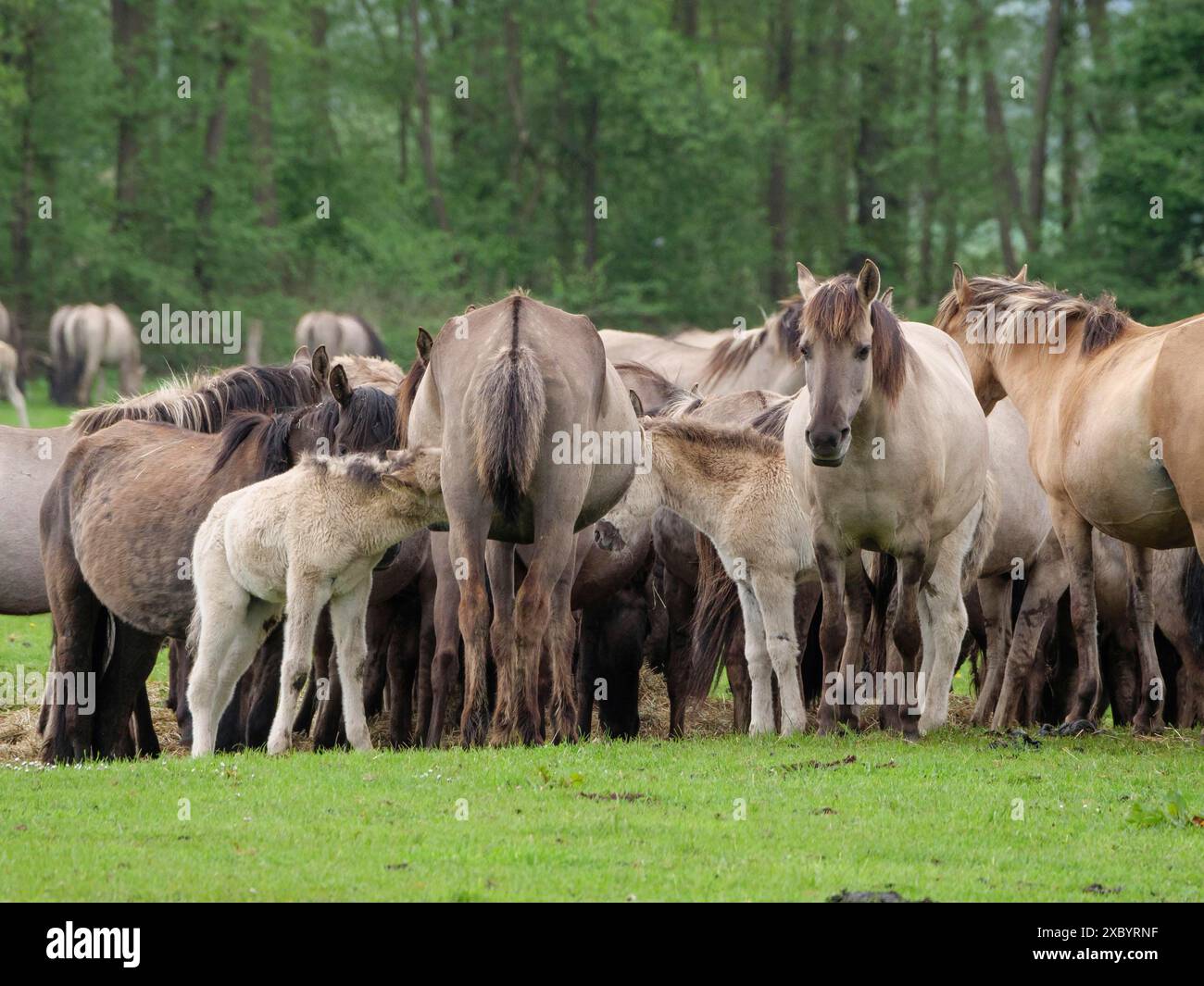 Eine Gruppe von Pferden, die zusammen auf einer grünen Wiese vor einem Wald stehen, merfeld, münsterland, deutschland Stockfoto
