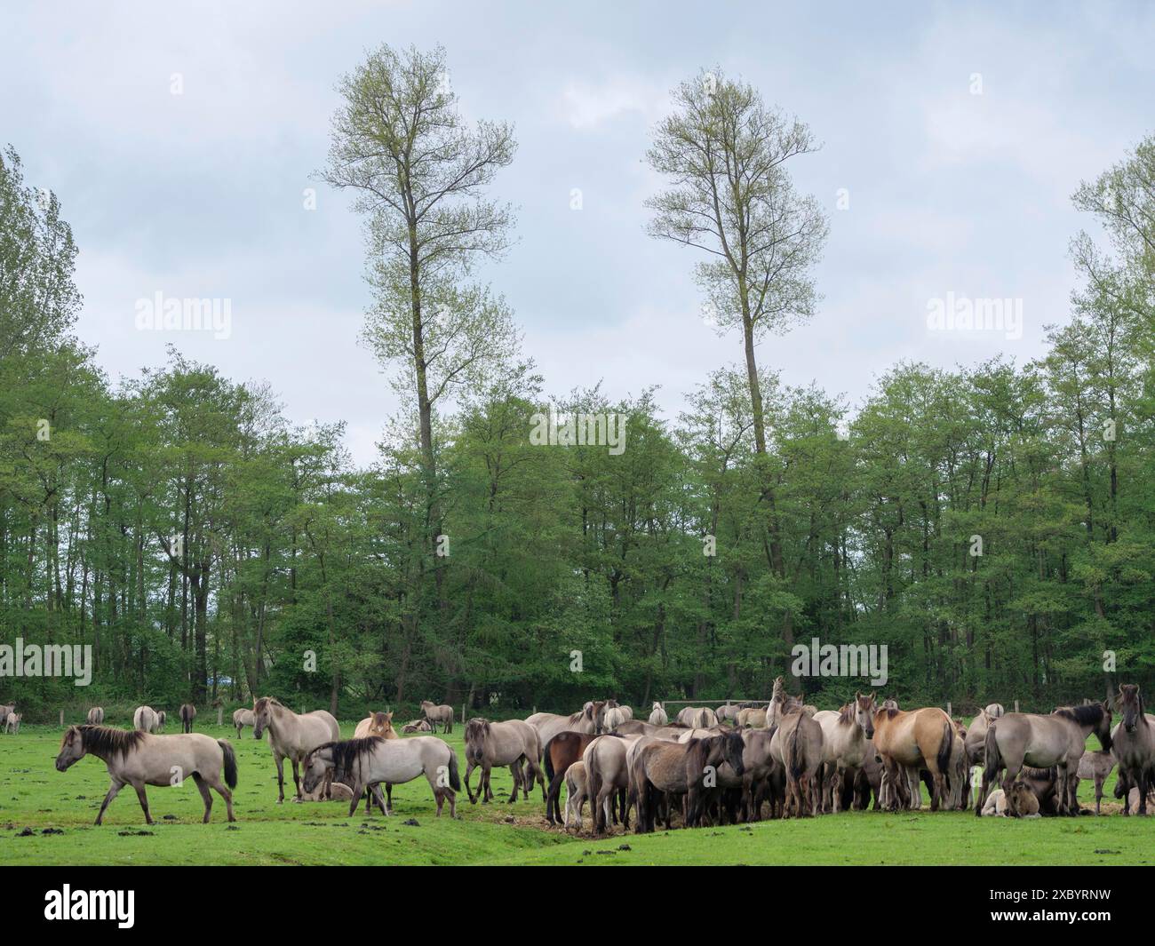 Eine große Gruppe von Pferden, die zusammen auf einer grünen Wiese stehen, umgeben von Bäumen, merfeld, münsterland, deutschland Stockfoto