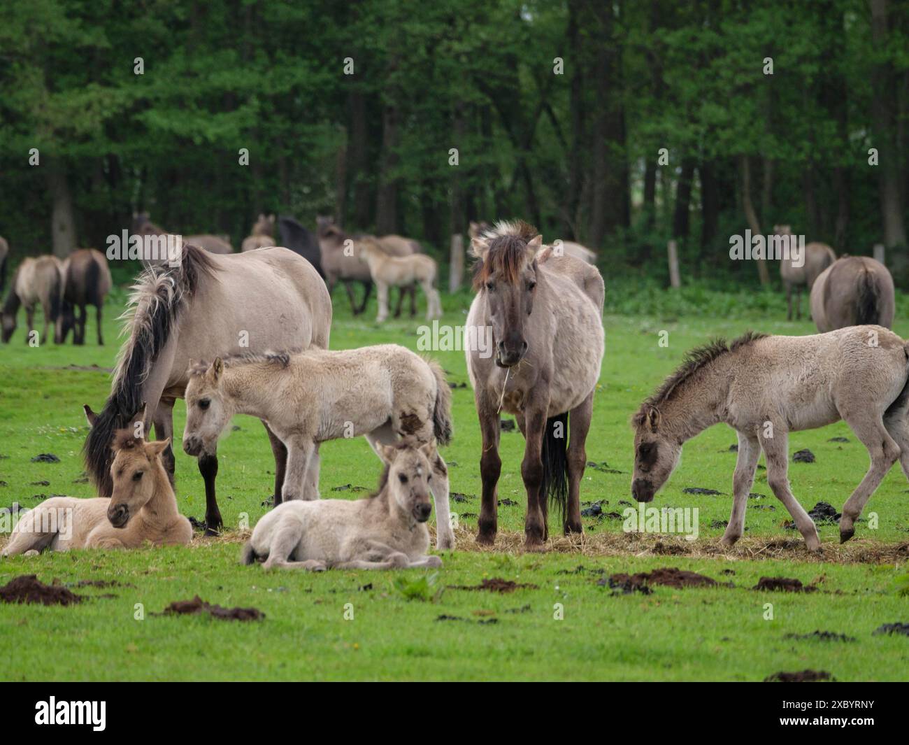 Eine Gruppe von Pferden und Fohlen auf einer grünen Wiese vor einem Wald, eine friedliche und natürliche Szene, merfeld, münsterland, deutschland Stockfoto