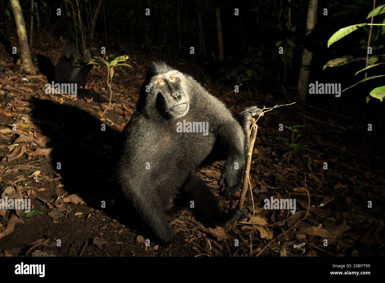 Ein männlicher Sulawesi-Schwarzkammmakak (Macaca nigra) im Naturschutzgebiet Tangkoko, North Sulawesi, Indonesien. Stockfoto