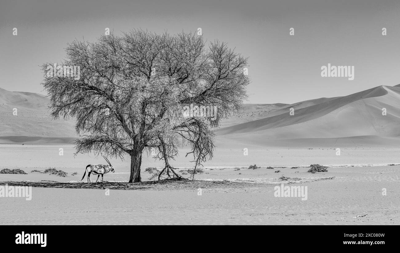 Oryx findet Schatten unter einem Akazienbaum in der Wüste Namibias Stockfoto