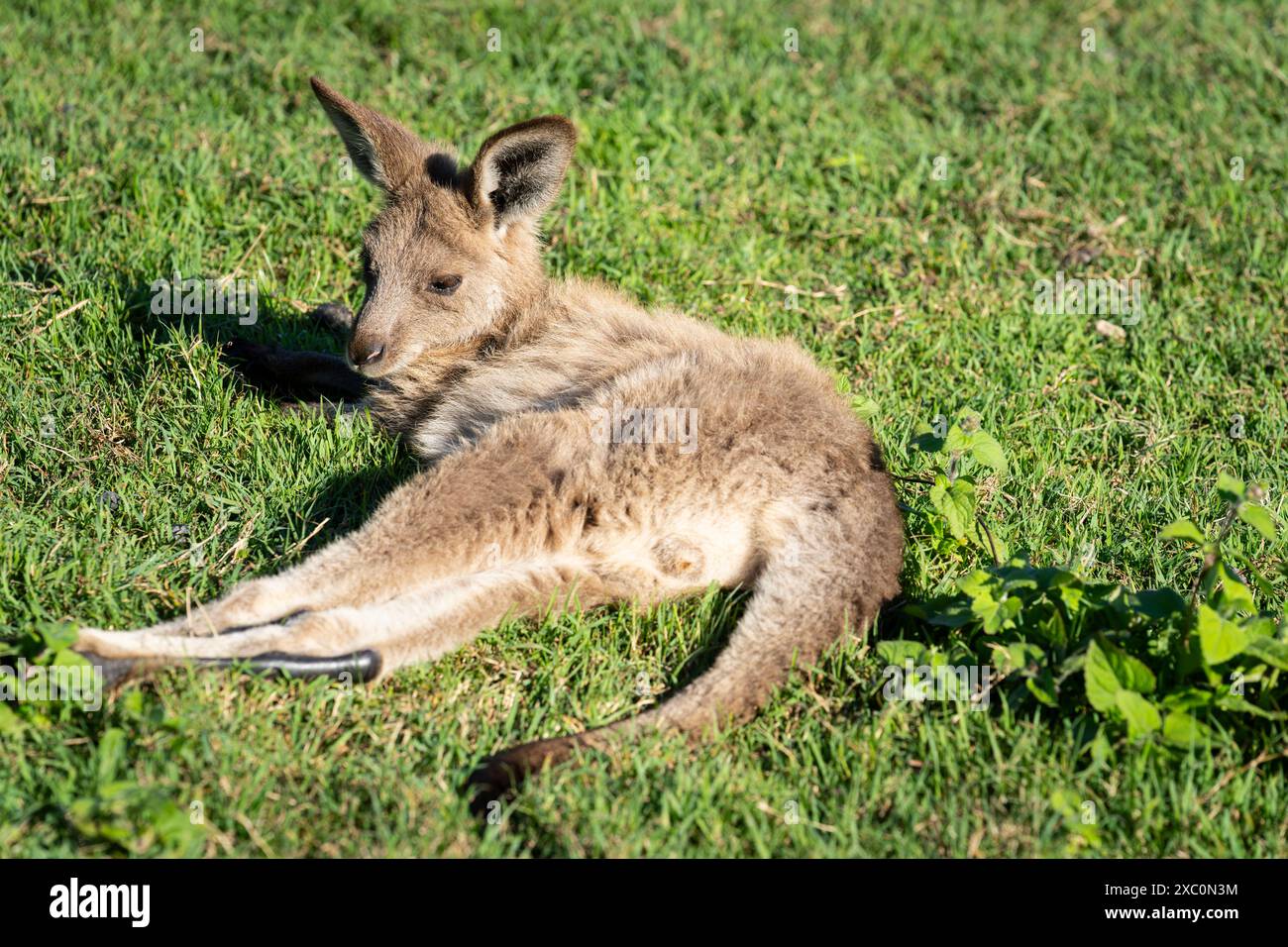 Känguruporträt auf grünem Gras liegend. Stockfoto