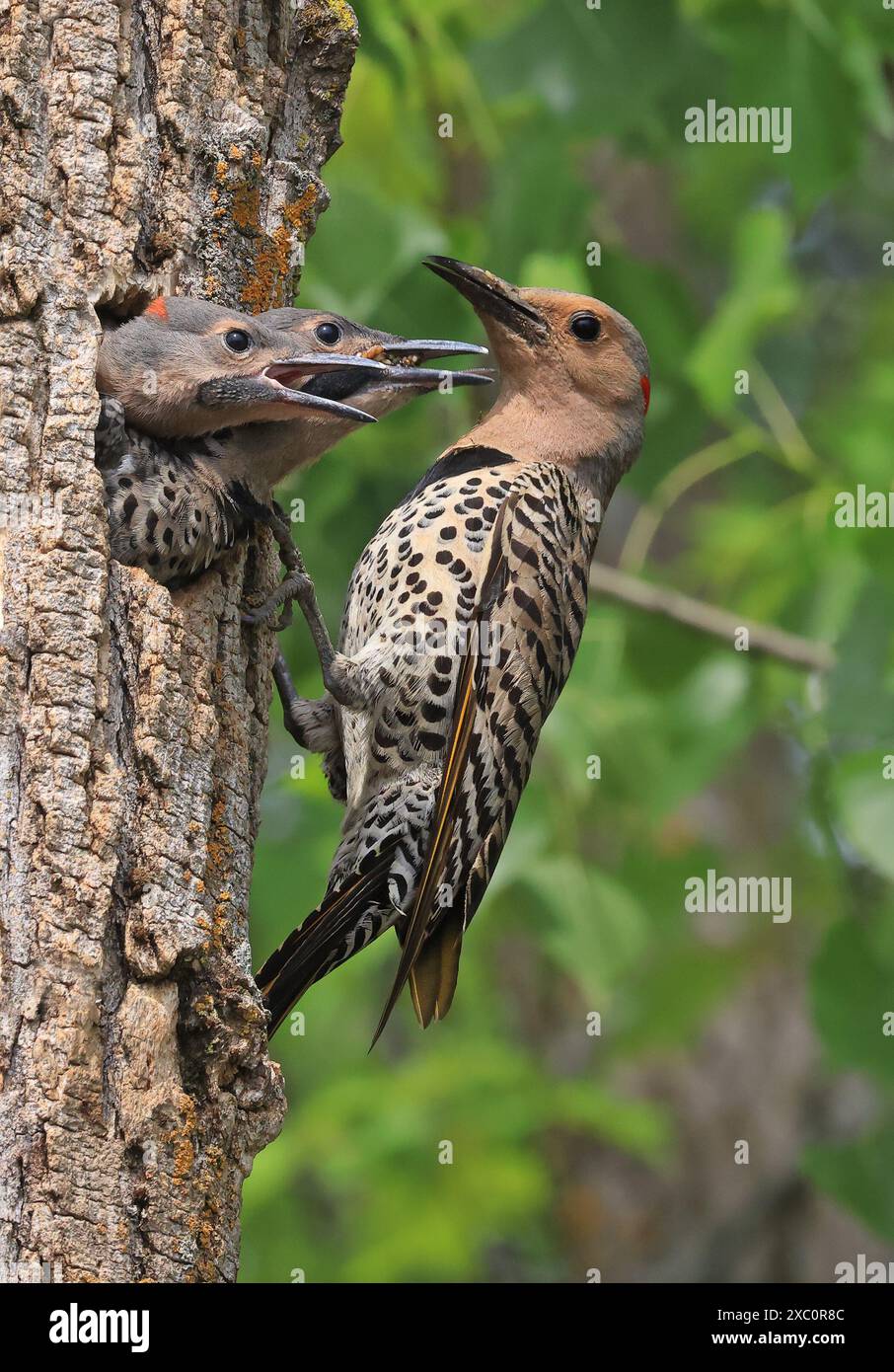 Northern Flicker Familienporträt auf grünem Hintergrund, die Mutter, die Babys im Nest, Quebec, Kanada, füttert Stockfoto