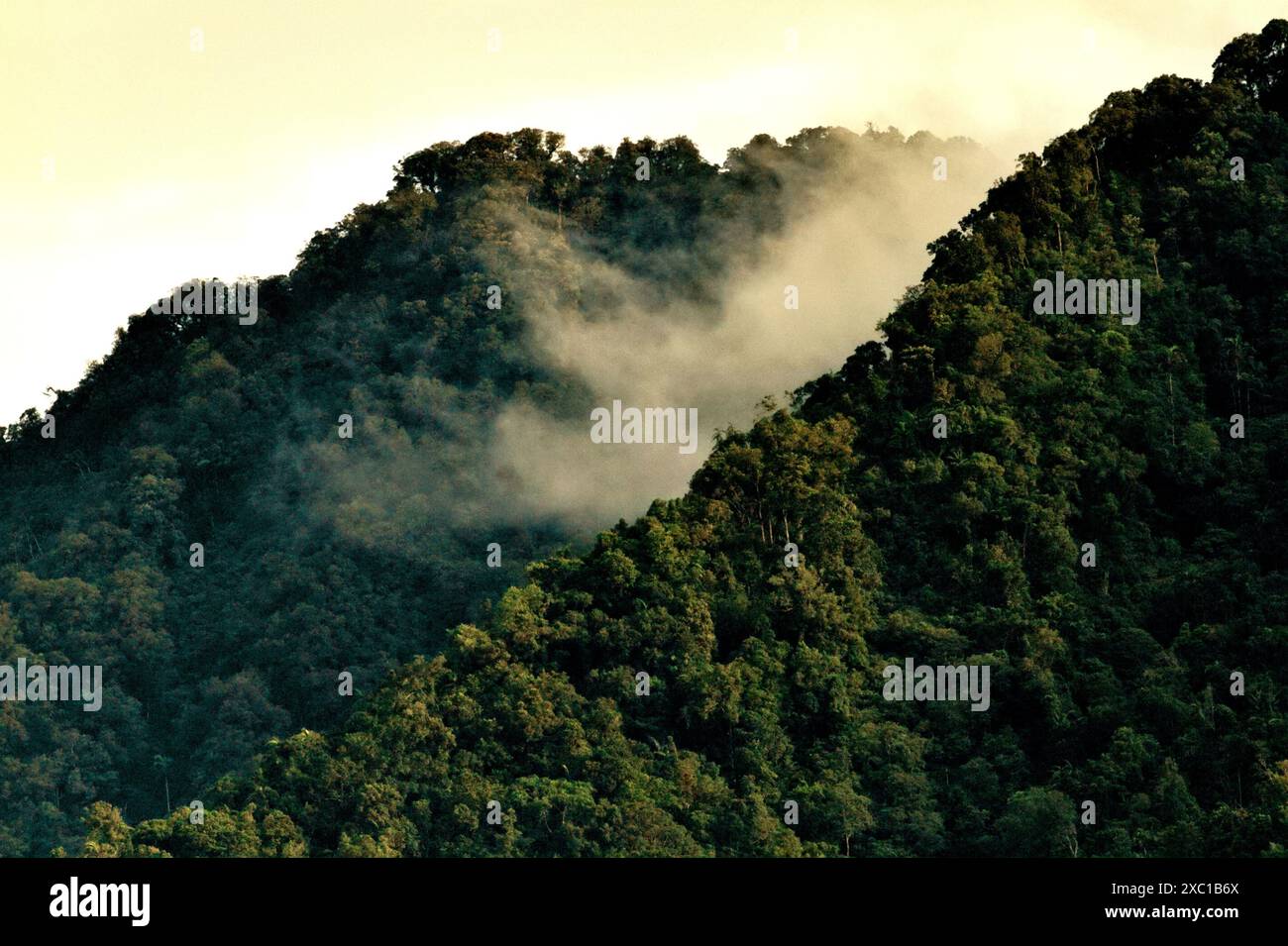Regenwald an den Hängen des Mount Duasudara (Dua Saudara) in Nord-Sulawesi, Indonesien. Stockfoto