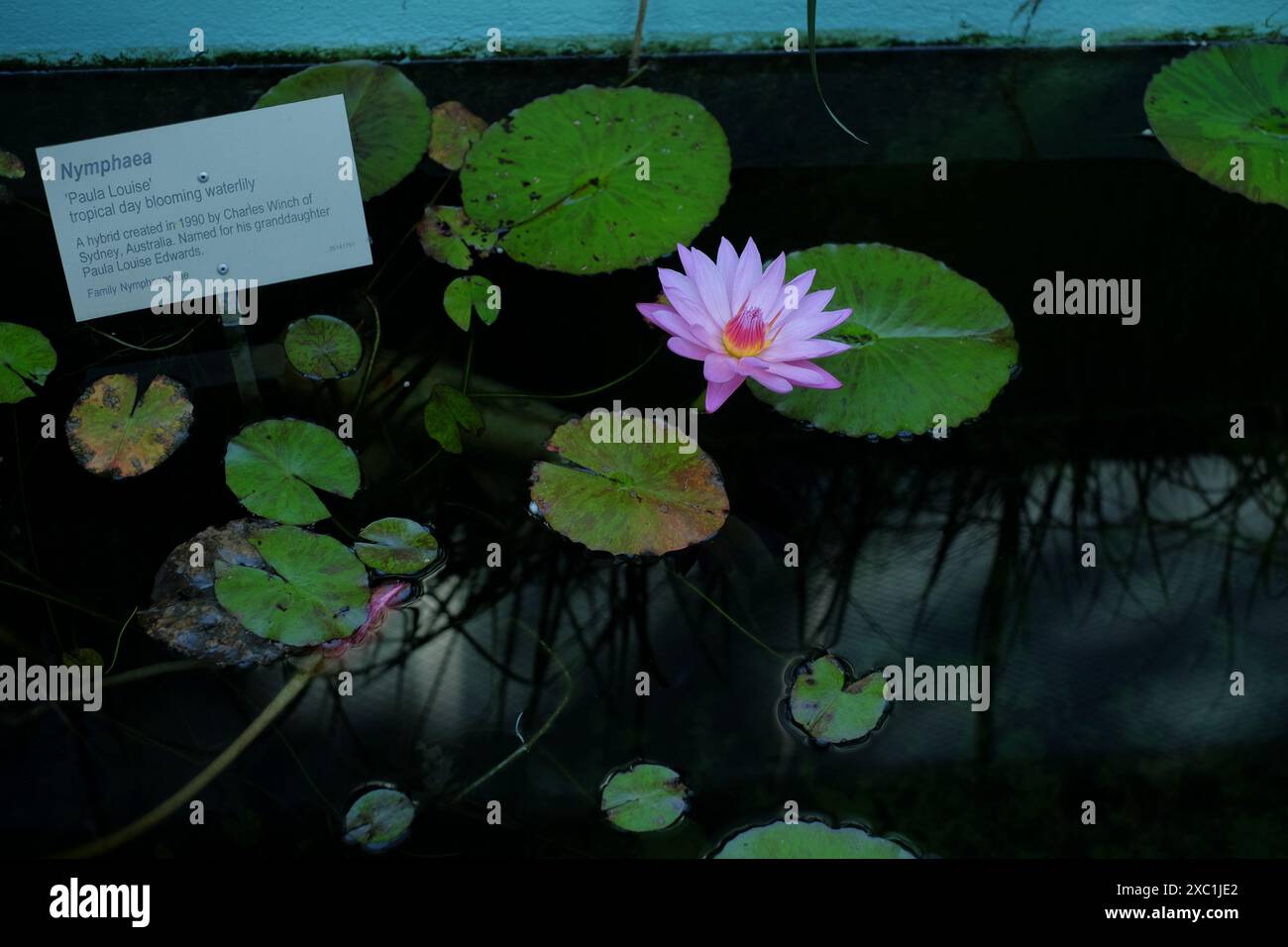 Nymphaea ein tropischer Tag, der Lilly im Teich neben den Glashäusern in den Royal Botanical Gardens in Sydney blüht Stockfoto