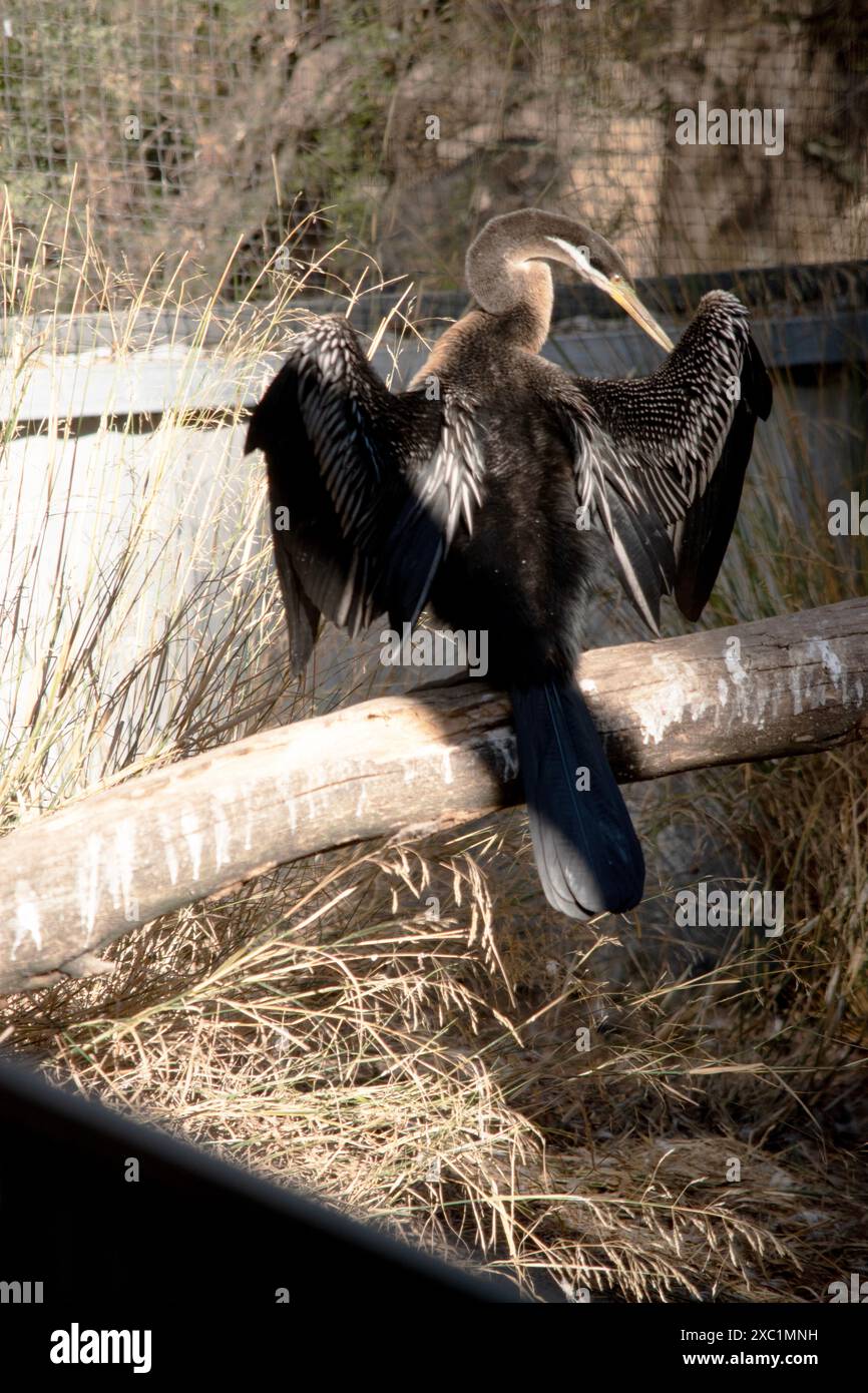 Der Darter ist ein großer, schlanker Wasservogel mit einem langen, schlangenartigen Hals, scharfem Spitzschnabel und langem, abgerundetem Schwanz. Stockfoto